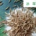 冰草种子别名野麦子、扁穗冰草、羽状小麦草暖季型草坪种子