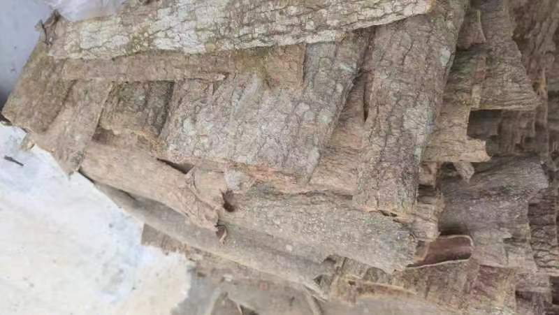 2022年大别山新货杜仲皮中药材干杜仲皮选货