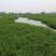 小米草种子水草种鱼虾蟹牧草籽雀叶稗湖南稷子高产耐水淹耐旱
