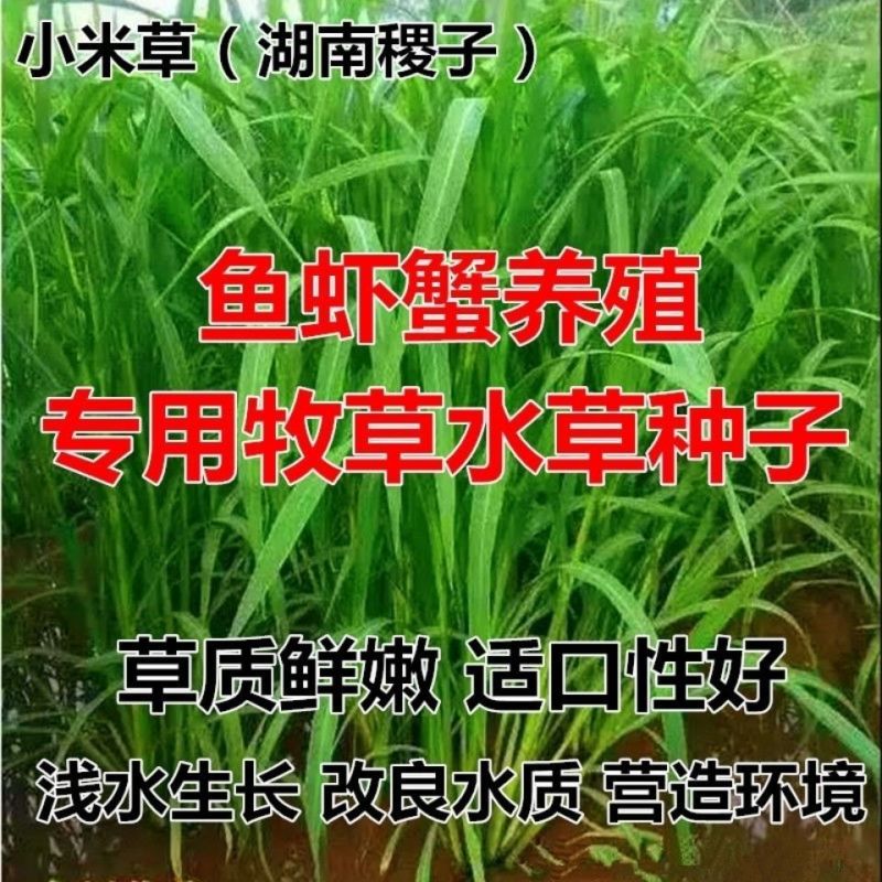 小米草种子水草种鱼虾蟹牧草籽雀叶稗湖南稷子高产耐水淹耐旱