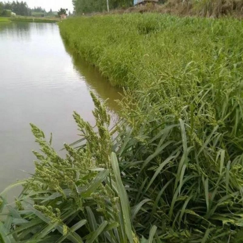 小米草种子水草种鱼虾蟹牧草籽雀叶稗湖南稷子高产耐水淹耐旱