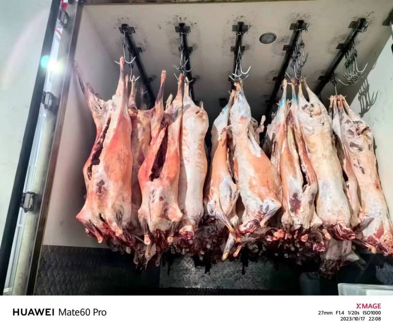 【精品】羊酮体甘肃张掖大量供应新鲜宰割肉质鲜美白条羊