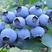 蓝莓苗薄雾兔眼奥尼尔黑珍珠甜蜜蜜品种齐全基地直发当年挂果