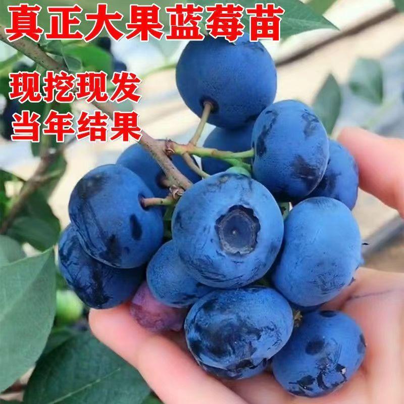 蓝莓苗薄雾兔眼奥尼尔黑珍珠甜蜜蜜品种齐全基地直发当年挂果