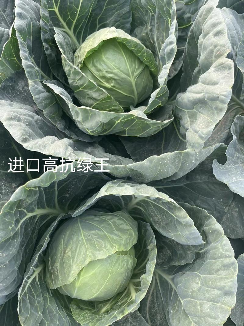 进口高抗绿王甘蓝种子早熟圆形包头菜种籽甜脆甘兰菜种子春秋