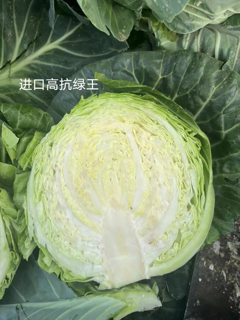 进口高抗绿王甘蓝种子早熟圆形包头菜种籽甜脆甘兰菜种子春秋