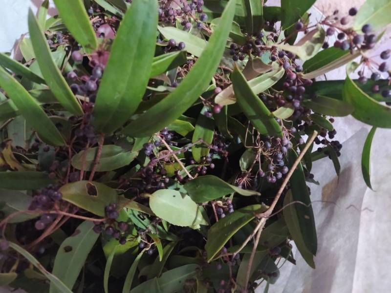 土茯苓种子