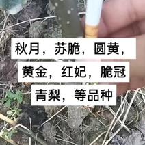 当年品种梨树