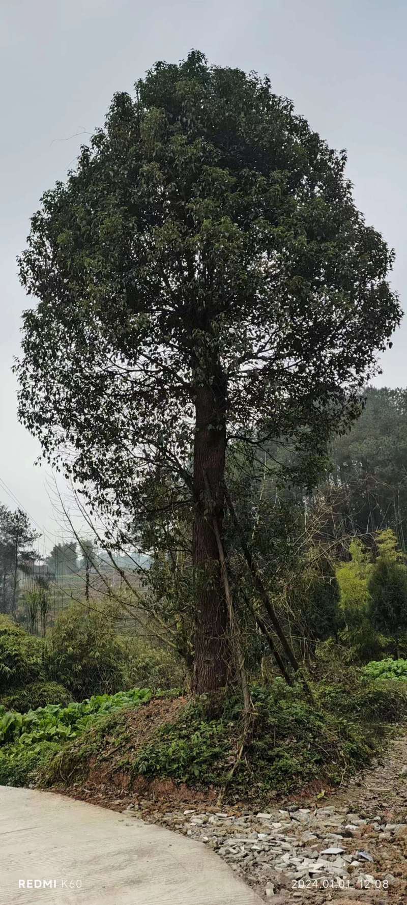 香樟货源充足，产地直发，诚信经营，欢迎客商来电