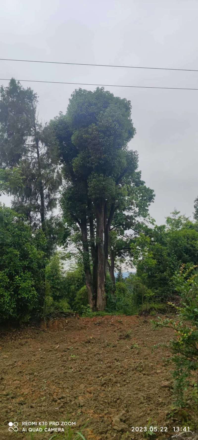 香樟货源充足，产地直发，诚信经营，欢迎客商来电