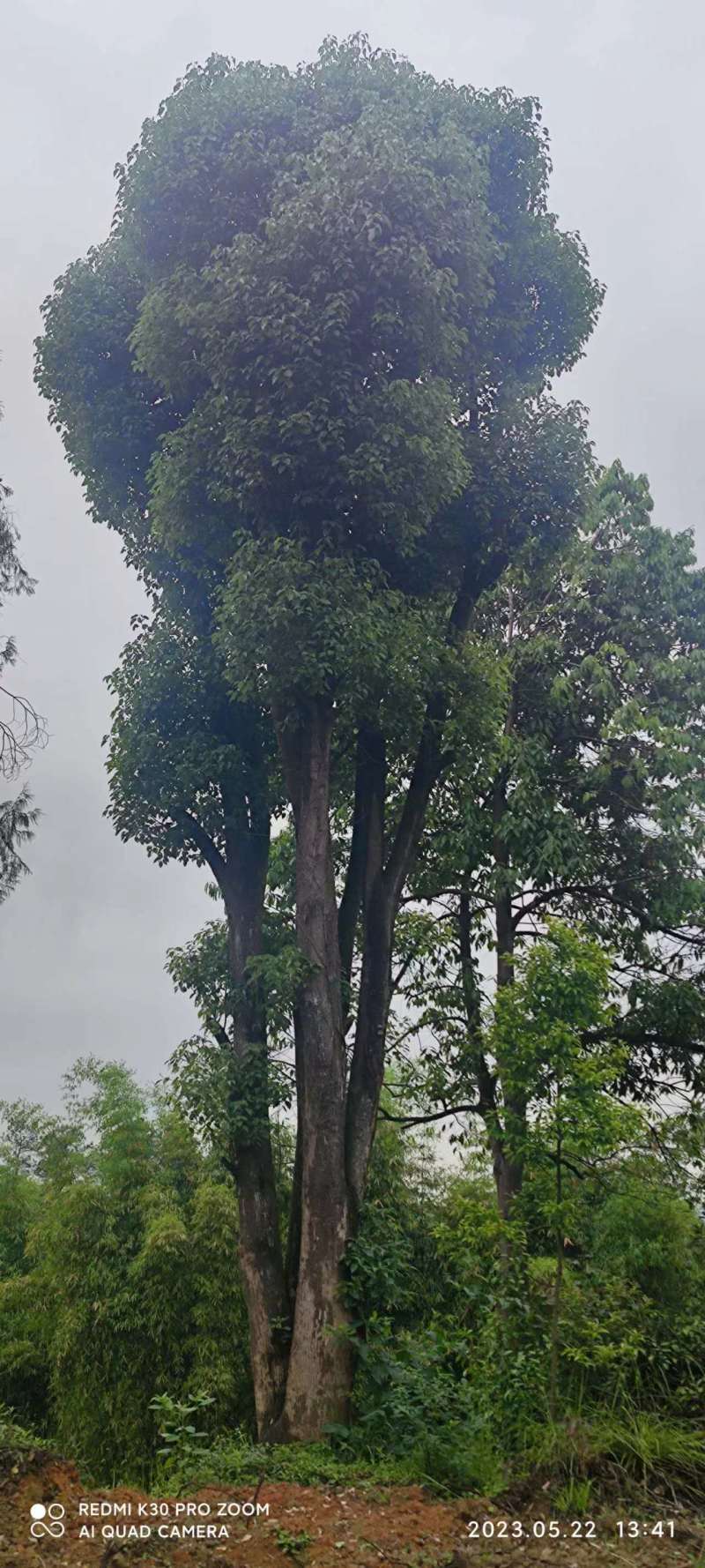 香樟货源充足，产地直发，诚信经营，欢迎客商来电