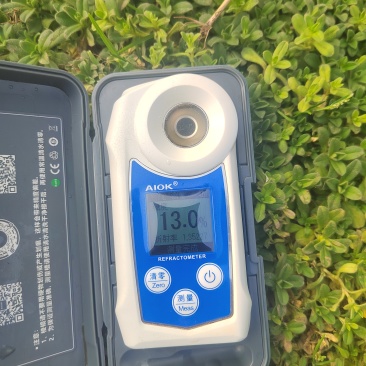 纯甜耙耙柑还有60w斤