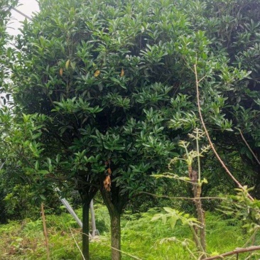 米径13一14厘米桂花树货源充足，产地直发，欢迎客商来电