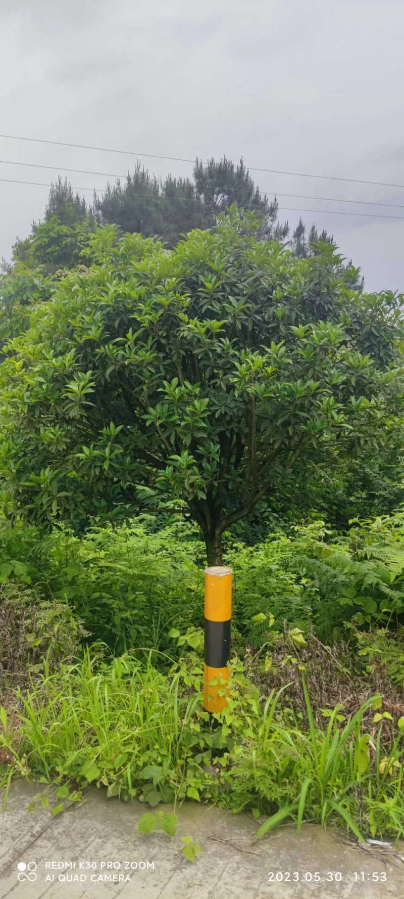 米径13一14厘米桂花树货源充足，产地直发，欢迎客商来电