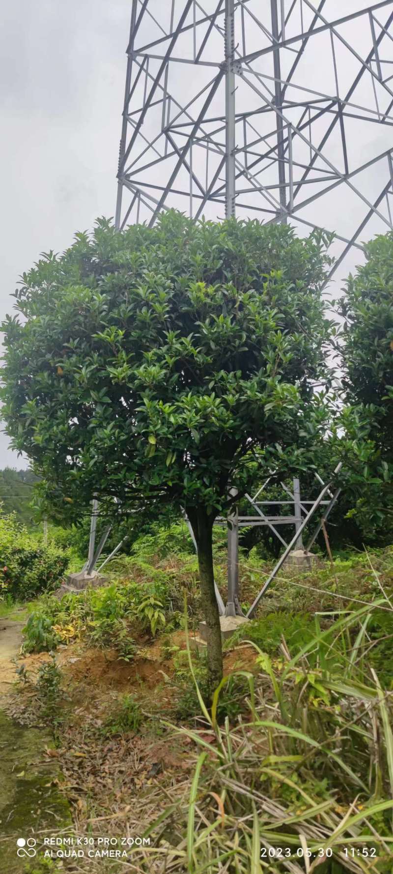 米径13一14厘米桂花树货源充足，产地直发，欢迎客商来电