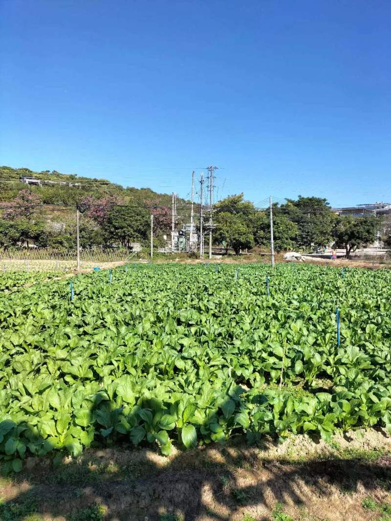 迟菜心