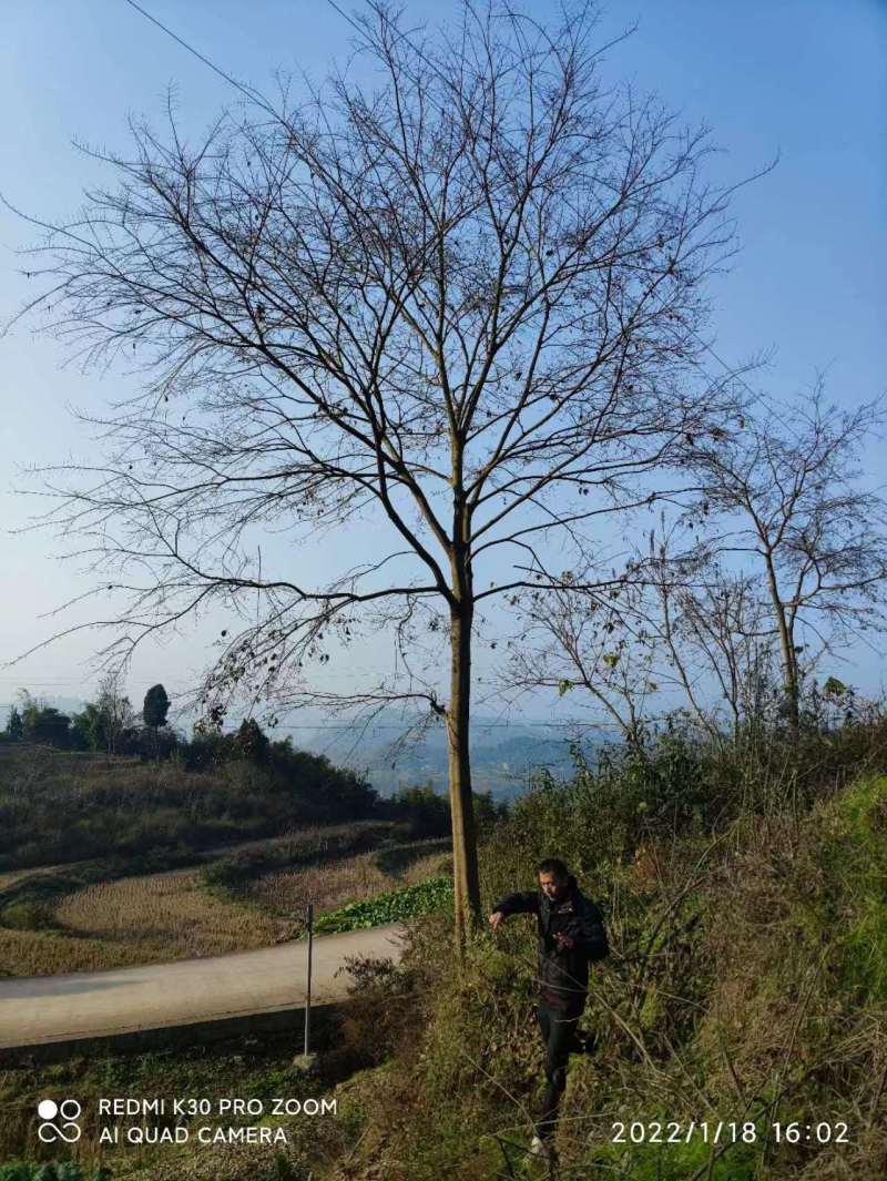 米径28厘米朴(pu)树