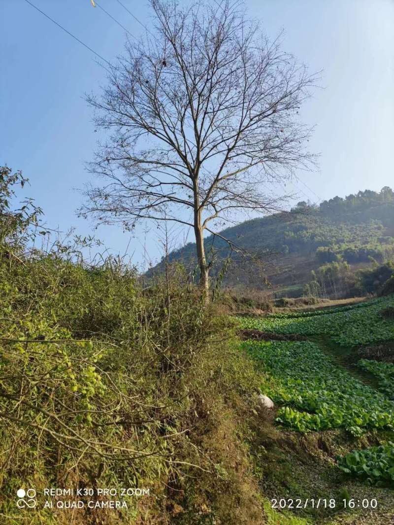 米径28厘米朴(pu)树