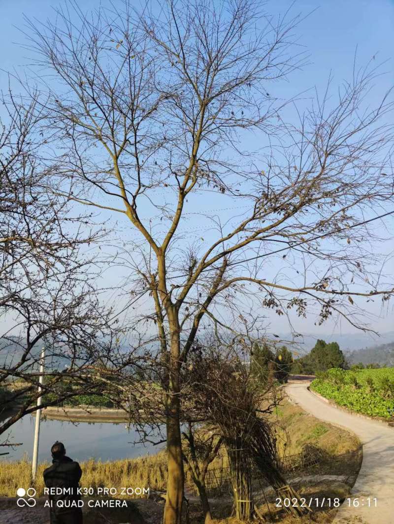 米径28厘米朴(pu)树