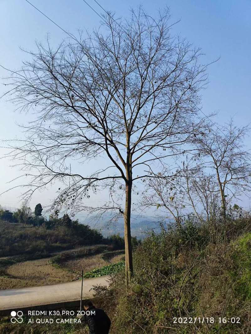 米径28厘米朴(pu)树