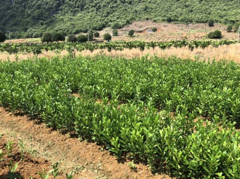 酸柚苗，质量可靠，价格优惠，诚信保证，产地直发
