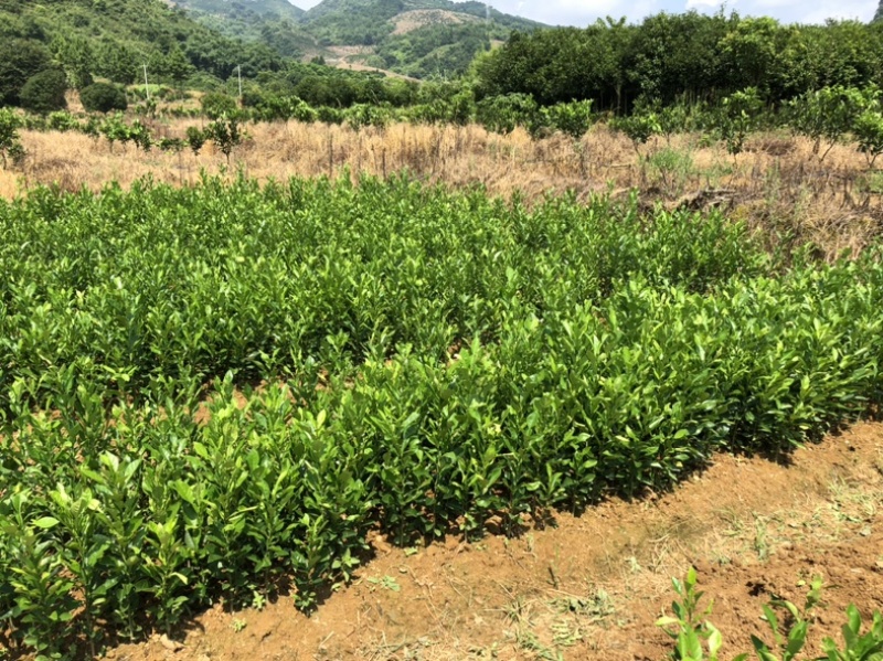 酸柚苗，质量可靠，价格优惠，诚信保证，产地直发
