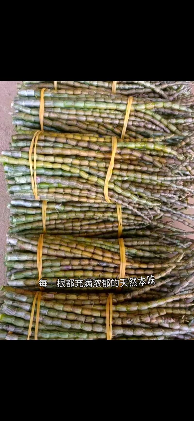 2025年浙江精品浙江铁皮石斛鲜条石斛苗产地直发量大价优