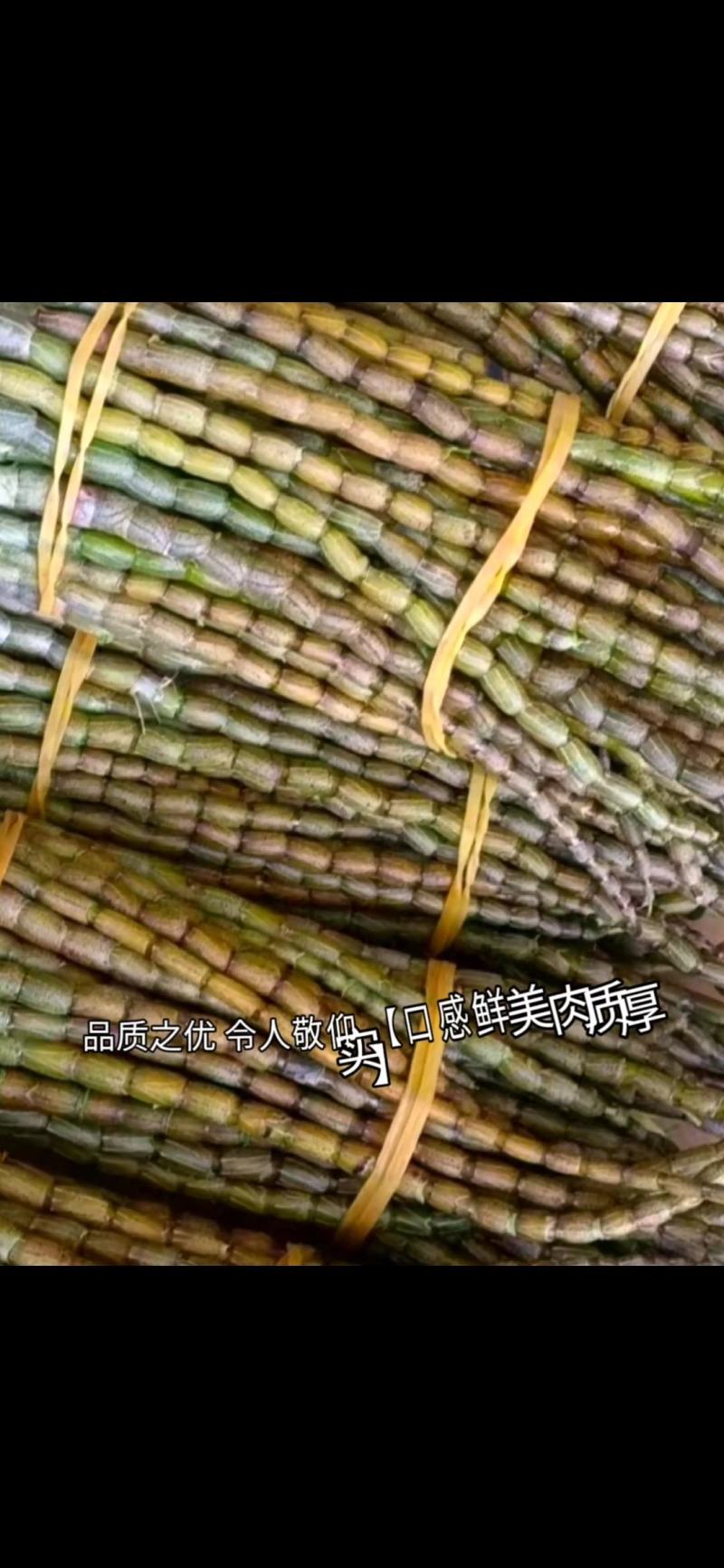 2025年浙江精品浙江铁皮石斛鲜条石斛苗产地直发量大价优