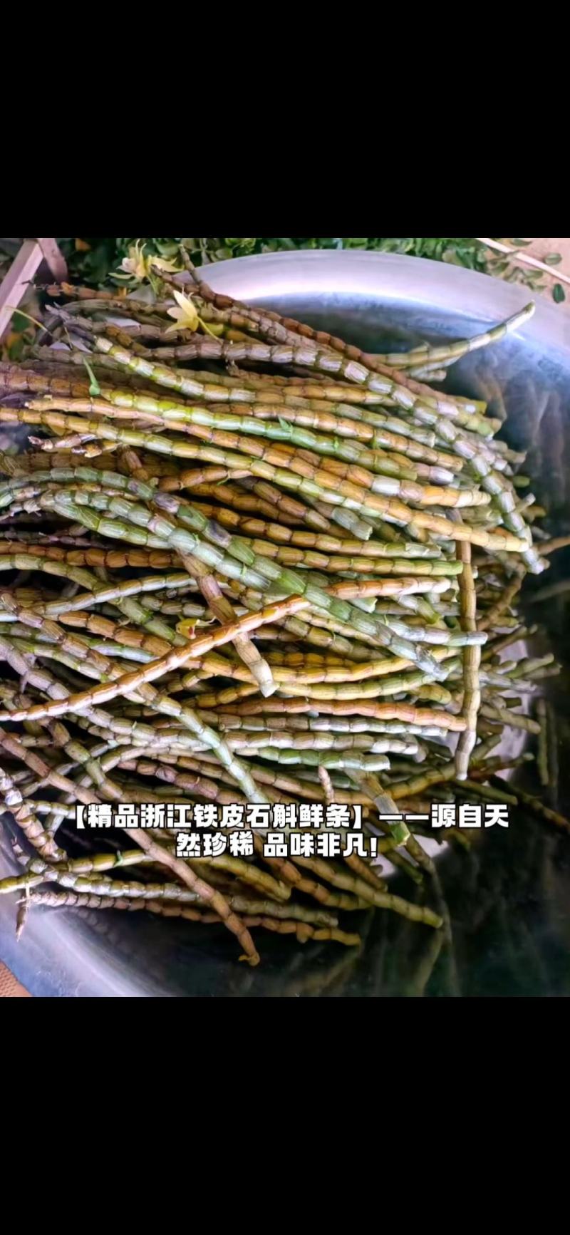 2025年浙江精品浙江铁皮石斛鲜条石斛苗产地直发量大价优