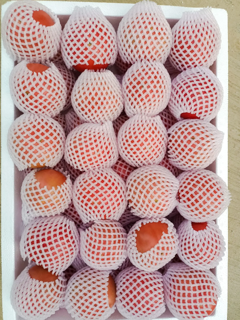 水果西红柿普罗旺斯西红柿产地发货对接大型批发欢迎