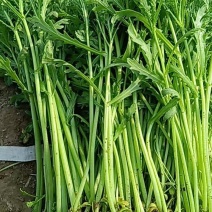 大棚精品茼蒿