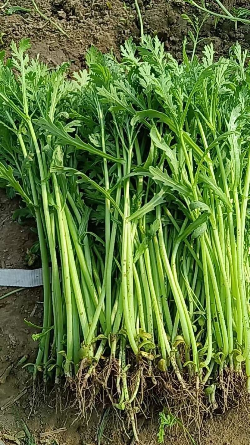 大棚精品茼蒿