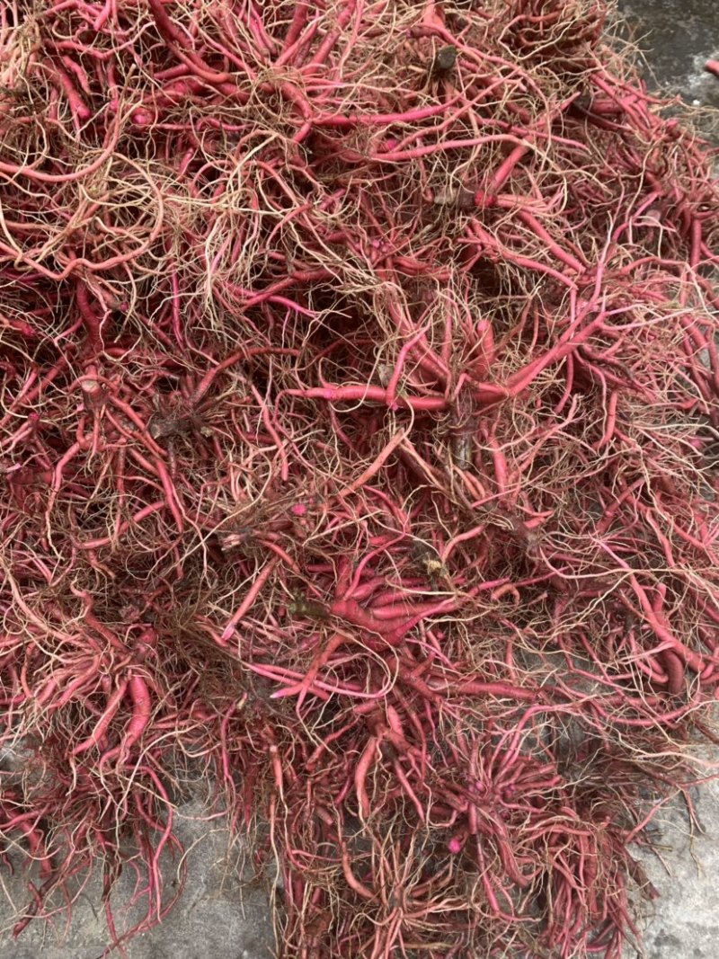 红牛膝