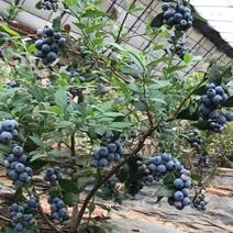 蓝莓果苗营养杯苗高产量阳台楼顶庭院盆栽地栽都可以
