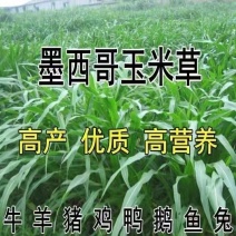 墨西哥玉米草种牧草种子四季养殖多年生再生进口牧草鸡鸭鱼猪