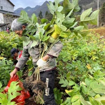 马褂木（鹅掌楸）基地直销，诚信服务，质量保证