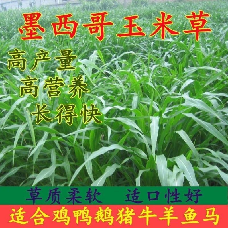墨西哥玉米草种牧草种子四季养殖多年生再生进口牧草鸡鸭鱼猪