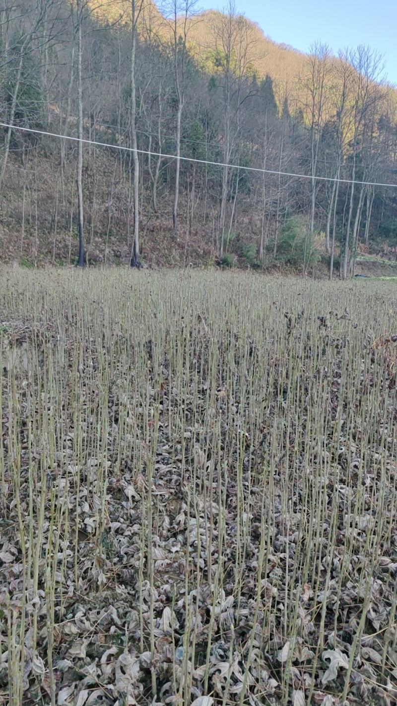 马褂木（鹅掌楸）基地直销，诚信服务，质量保证