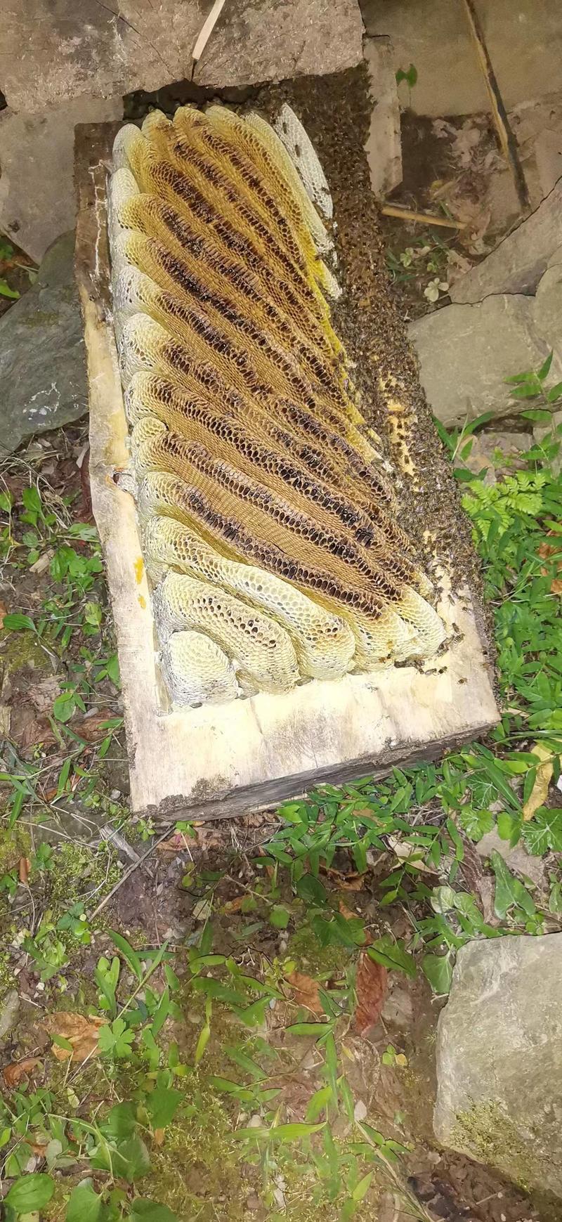 正宗土蜂蜜天然蜂蜜大山养殖不满意包退