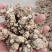 大量供应东北地区朱砂点苍术干货货源稳定量大价优欢迎致电