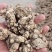 大量供应东北地区朱砂点苍术干货货源稳定量大价优欢迎致电