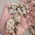 大量供应东北地区朱砂点苍术干货货源稳定量大价优欢迎致电