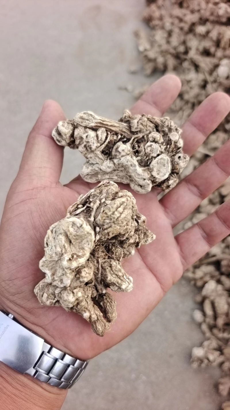 大量供应东北地区朱砂点苍术干货货源稳定量大价优欢迎致电