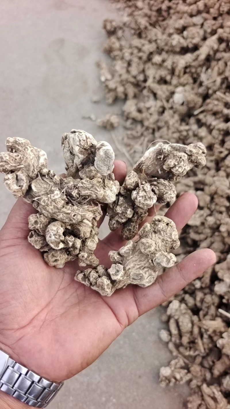 大量供应东北地区朱砂点苍术干货货源稳定量大价优欢迎致电
