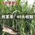 高丹草种子牧草种籽杂交王草进口苏丹草种籽喂鱼兔鸭鹅猪牛羊