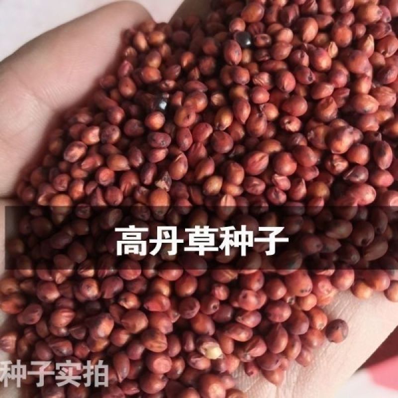 高丹草种子牧草种籽杂交王草进口苏丹草种籽喂鱼兔鸭鹅猪牛羊