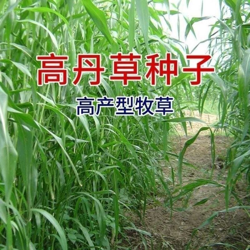 高丹草种子牧草种籽杂交王草进口苏丹草种籽喂鱼兔鸭鹅猪牛羊