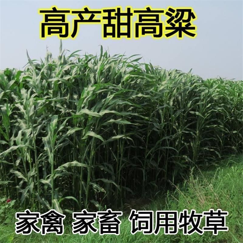 牧草种子南北方型大力士甜高粱饲用甜高粱牛羊鱼草籽进口种子