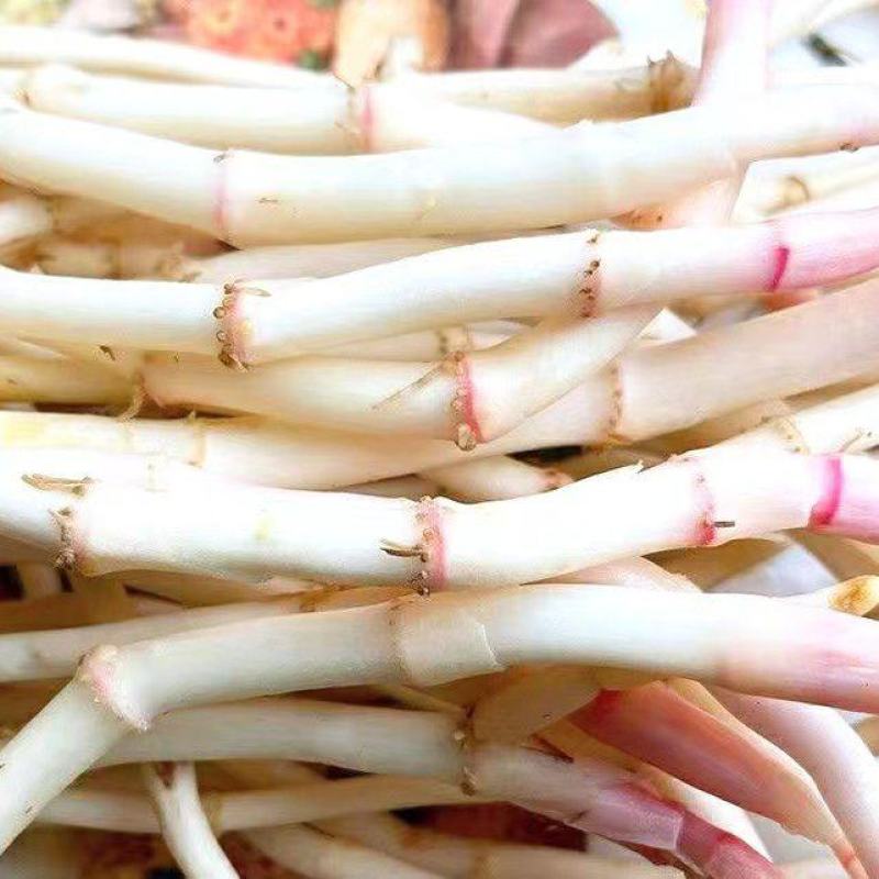 鱼腥草嫩根折耳草当季节嫩根鲜嫩脆爽保质保量包邮