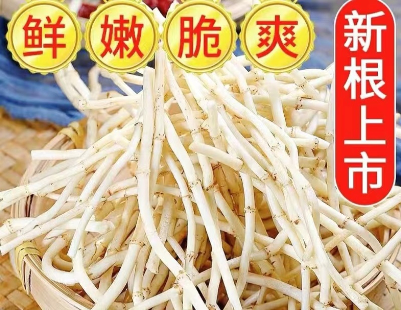 鱼腥草嫩根折耳草当季节嫩根鲜嫩脆爽保质保量包邮